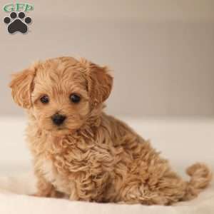 Luca, Maltipoo Puppy